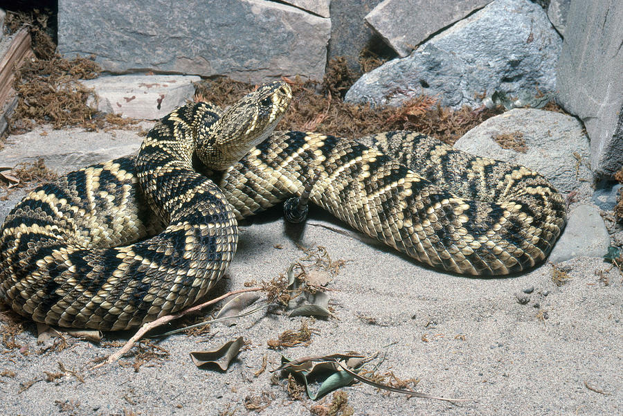 Eastern Diamondback Rattlesnake Photograph by John Mitchell
