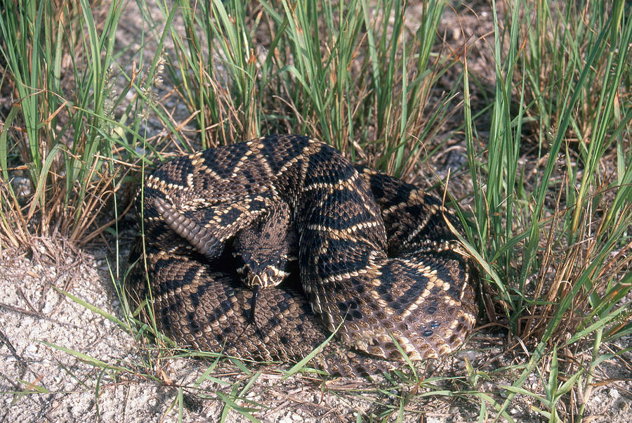 Eastern Diamondback Rattlesnake Photograph by Karl H. Switak