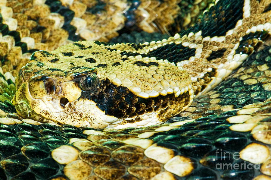 Eastern Diamondback Rattlesnake Photograph by Millard H. Sharp