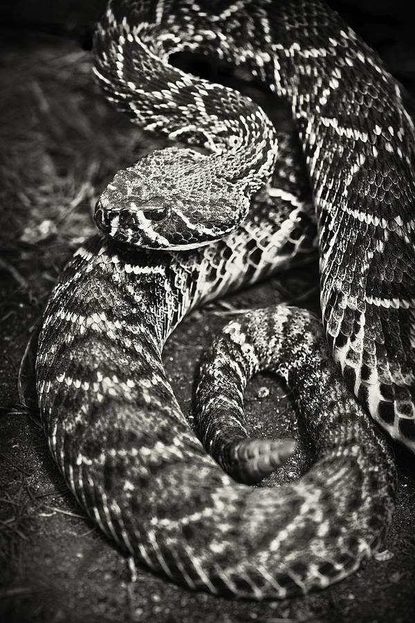 Eastern Diamondback Rattlesnake  Photograph by Patrick Lynch