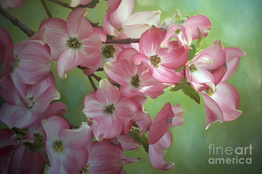 Eastern Dogwood I Painting by Beve Brown-Clark Photography