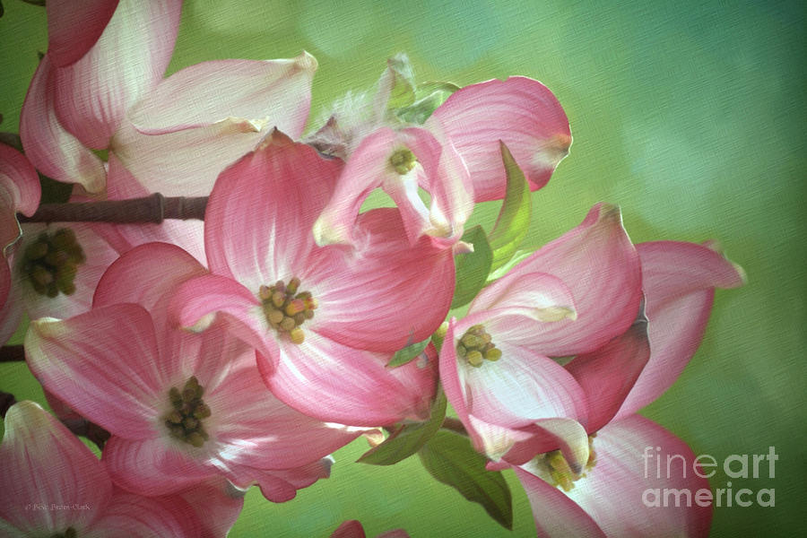 Eastern Dogwood II Painting by Beve Brown-Clark Photography