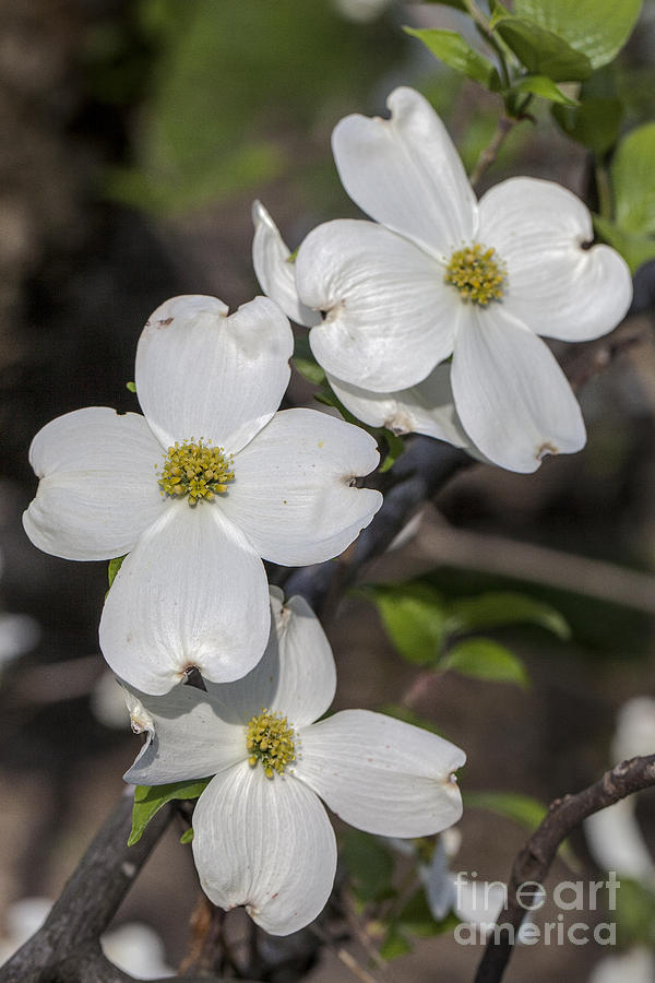 Eastern Dogwood Photograph by Ronald Lutz