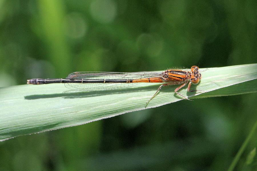 Eastern Forktail immature female Photograph by Doris Potter