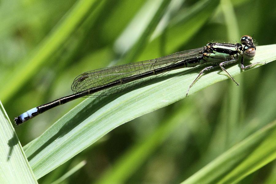Eastern Forktail male Photograph by Doris Potter