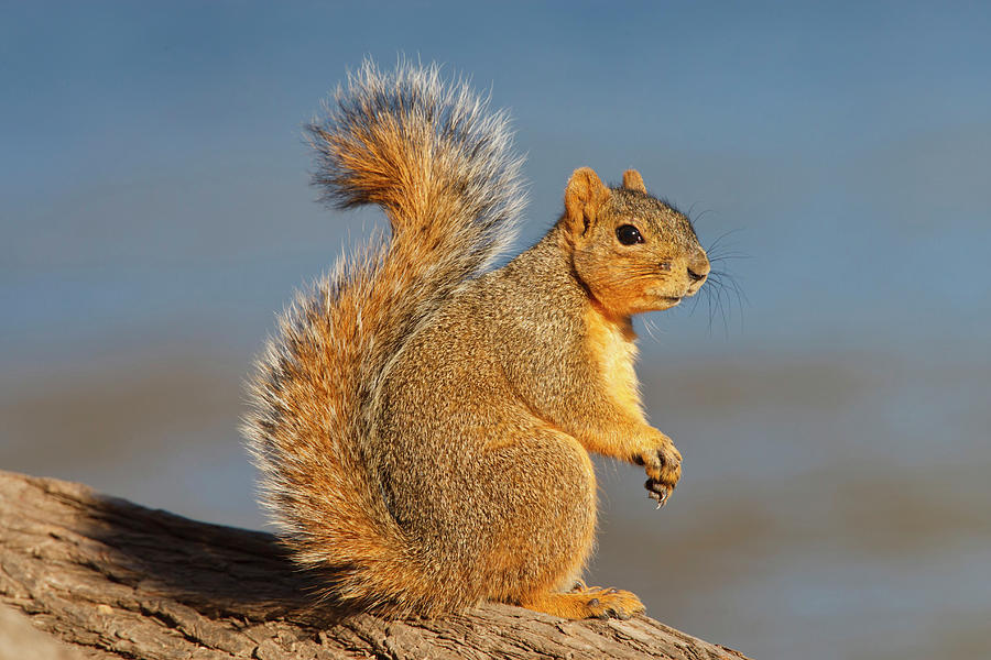 Cypress Tree Photograph - Eastern Fox Squirrel (sciurus Niger by Larry Ditto
