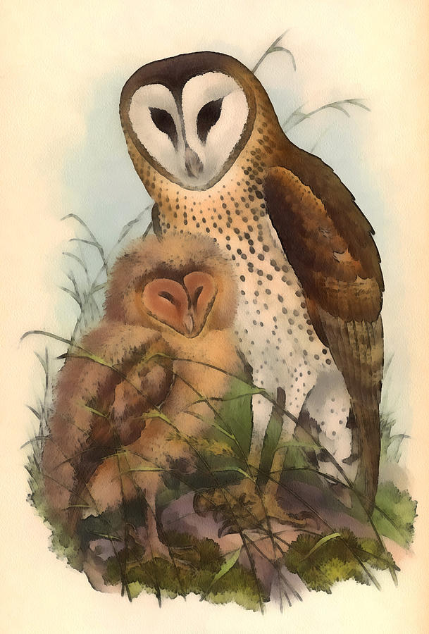 Eastern Grass Owl Digital Art by John Gould