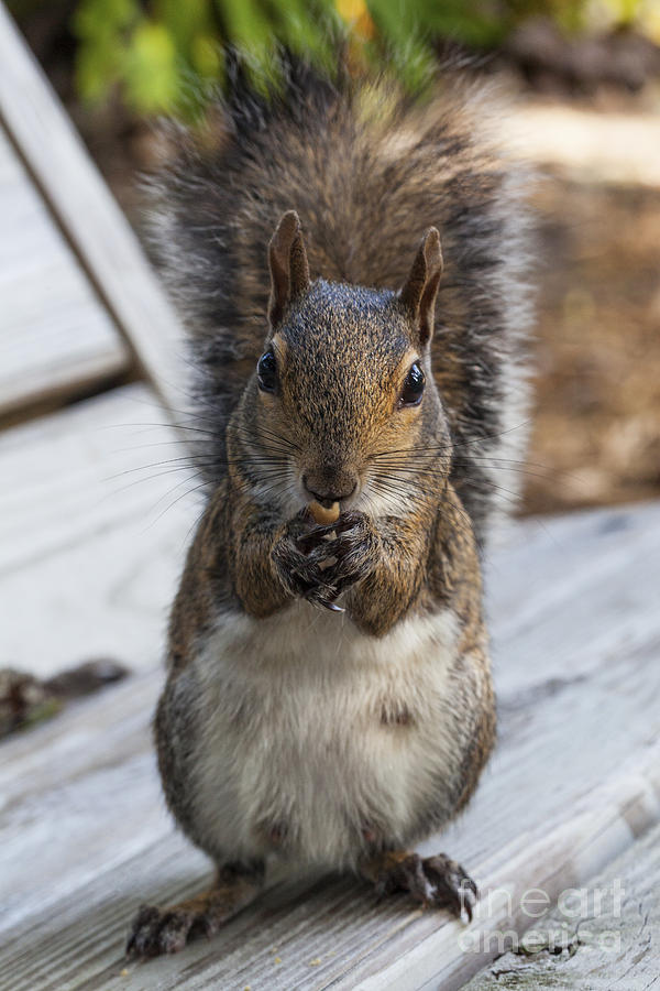 Squirrel Photograph - Eastern Gray Squirrel-1 by Diane Macdonald