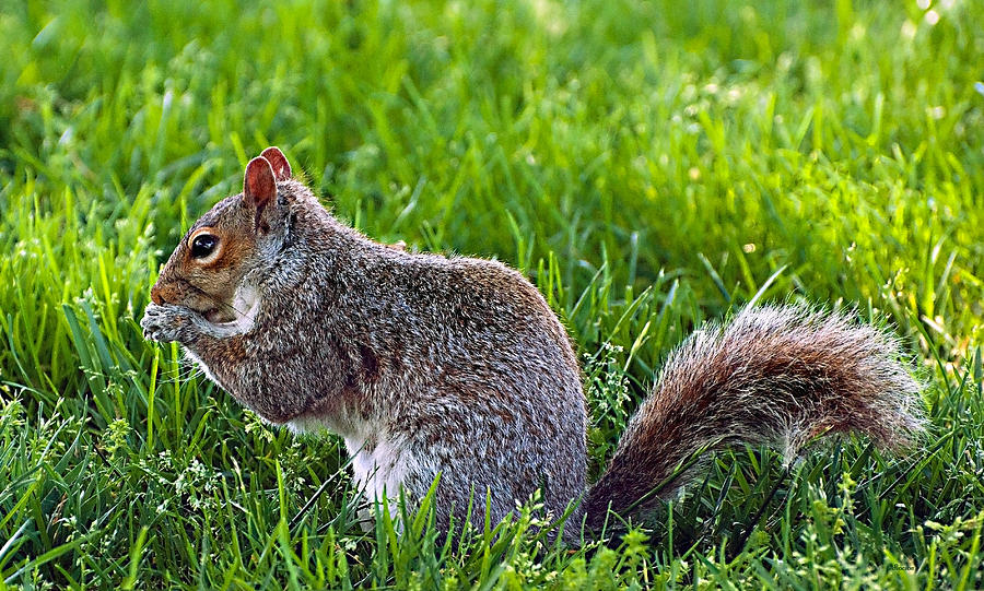 Eastern Gray Squirrel Photograph by Donna Proctor