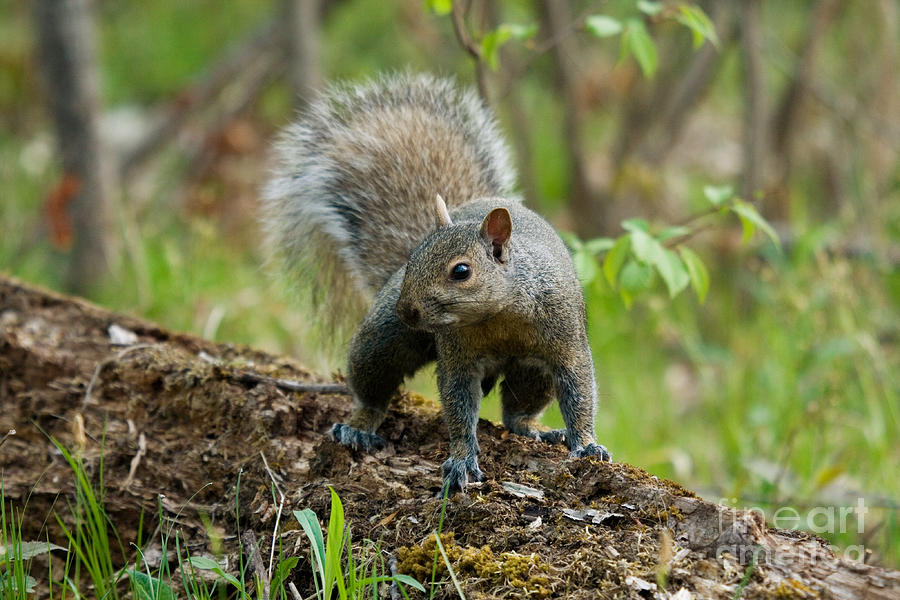 Eastern Gray Squirrel Photograph by Linda Freshwaters Arndt