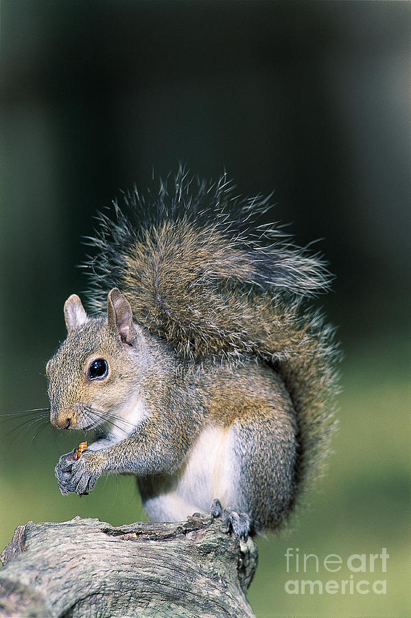 Eastern Gray Squirrel Photograph by Millard H. Sharp