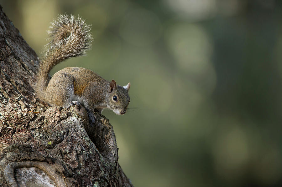 Squirrel Photograph - Eastern Gray Squirrel, Or Grey Squirrel by Pete Oxford