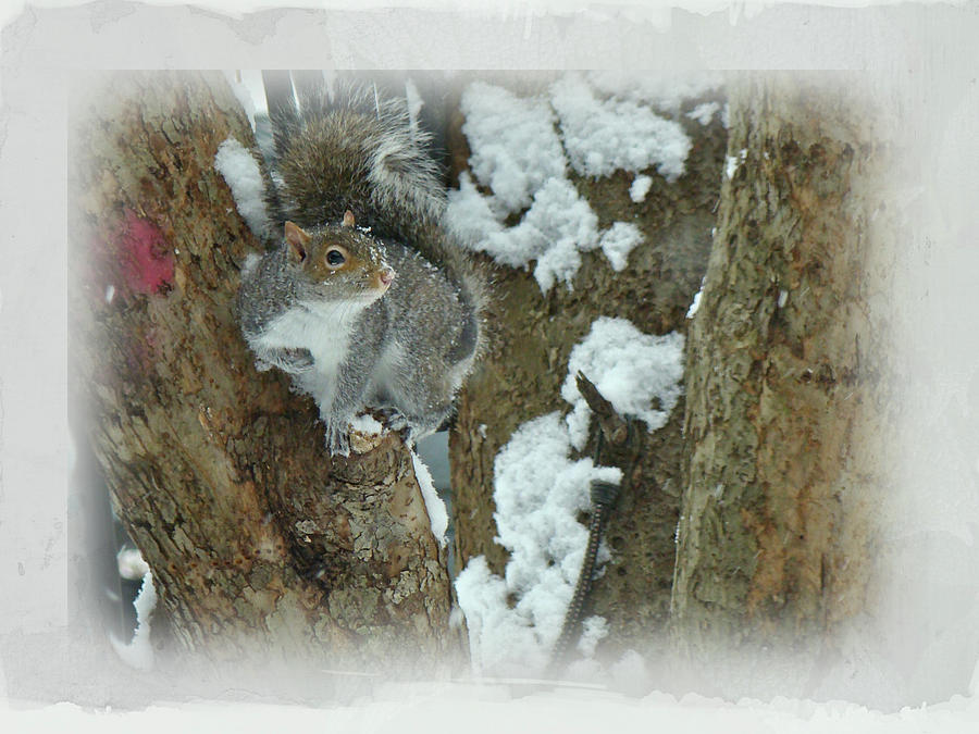 Nature Photograph - Eastern Gray Squirrel - Sciurus carolinensis by Carol Senske