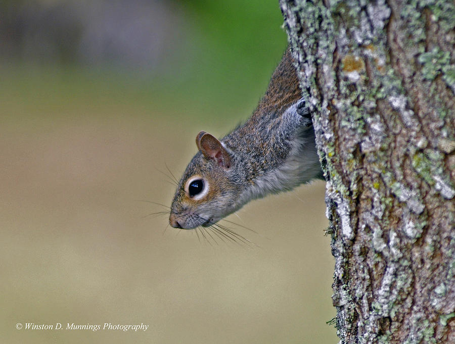 Eastern Gray Squirrel Photograph by Winston D Munnings