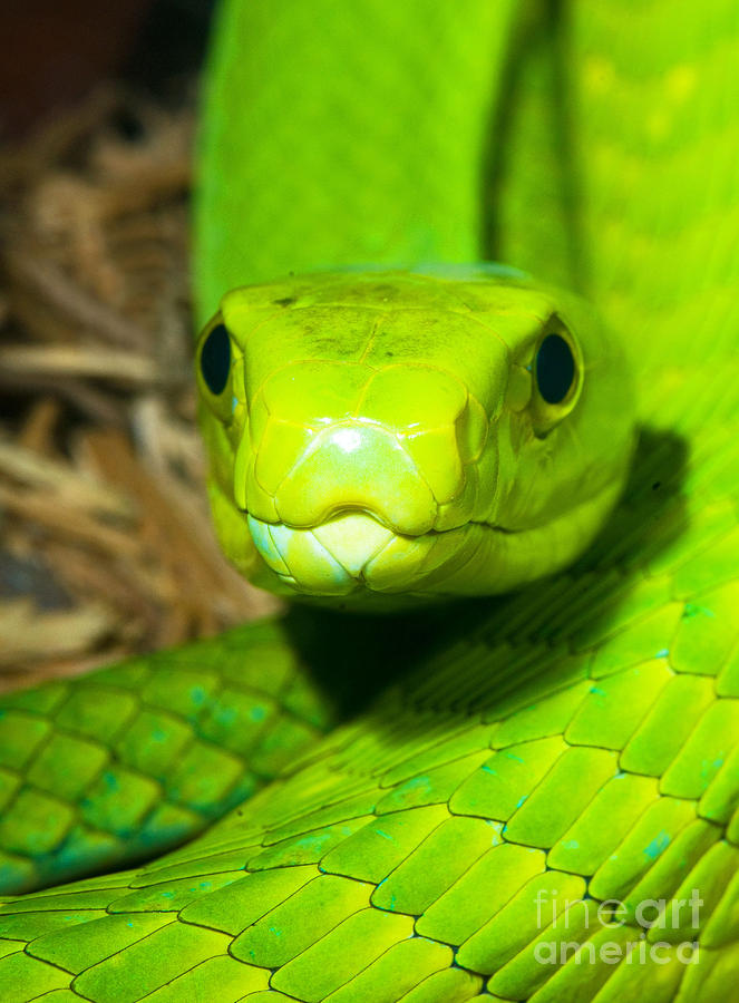 Snake Photograph - Eastern Green Mamba by Millard H. Sharp