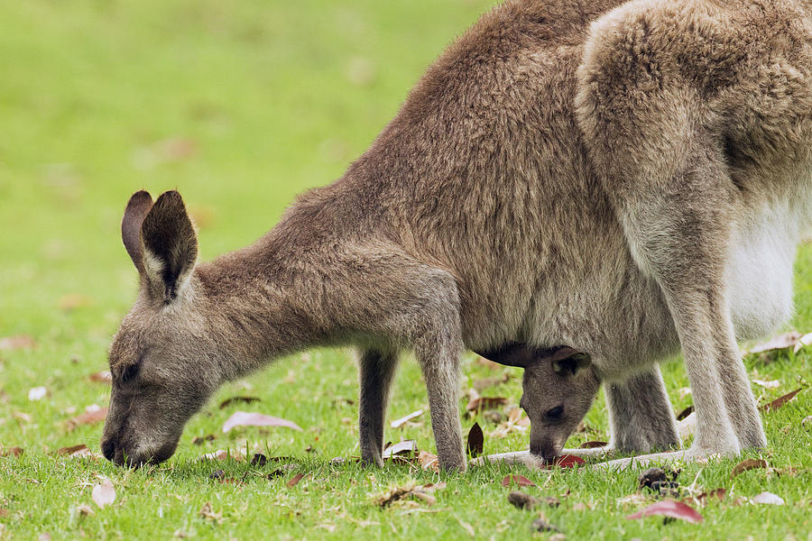 Eastern Grey Kangaroo And Joey In Pouch Photograph by Sebastian Kennerknecht
