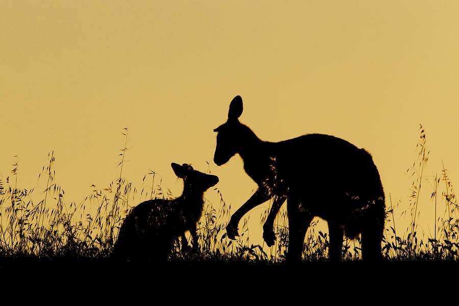 Eastern Grey Kangaroo And Joey Mount Photograph by Sebastian Kennerknecht