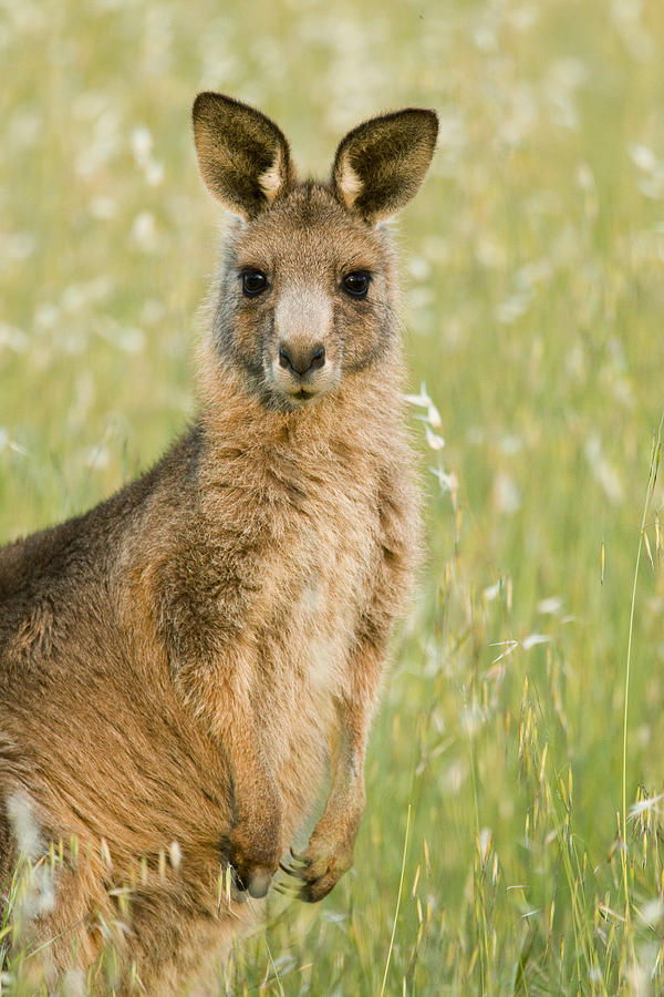 Eastern Grey Kangaroo Juvenile Mount Photograph by Sebastian Kennerknecht