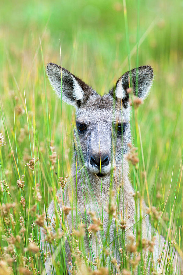 Animal Photograph - Eastern Grey Kangaroo (macropus by Martin Zwick Animal Photograph - Eastern Grey Kangaroo (macropus by Martin Zwick
