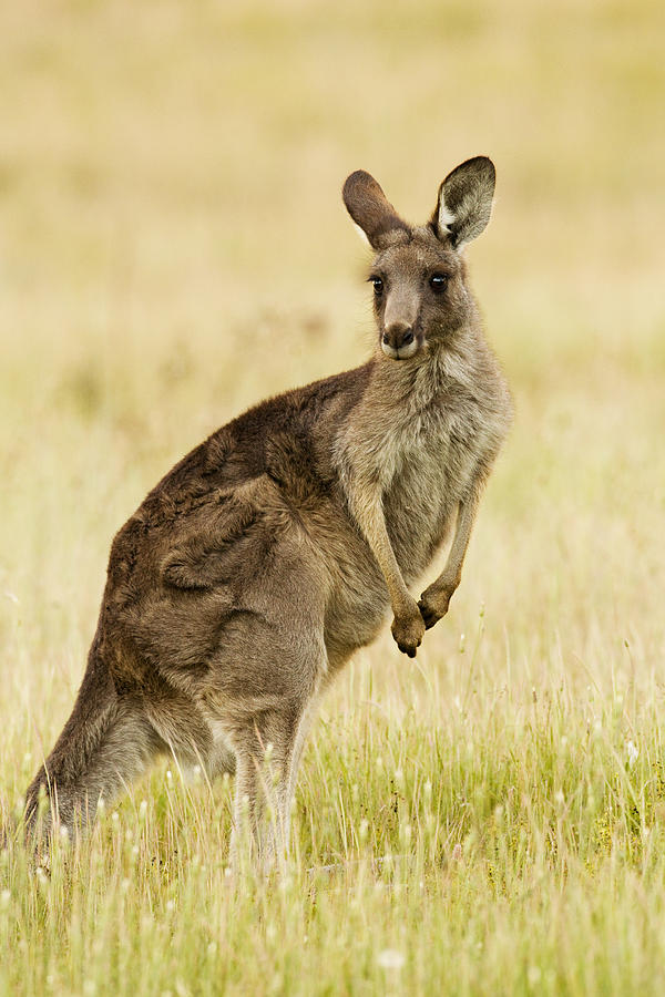 Eastern Grey Kangaroo Mount Taylor Photograph by Sebastian Kennerknecht