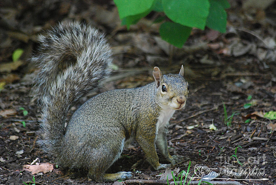 Eastern Grey Squirrel 20130523_99 Photograph by Tina Hopkins