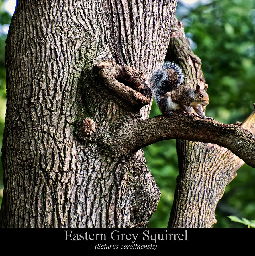 Eastern Grey Squirrel Digital Art - Eastern Grey Squirrel by Flees Photos