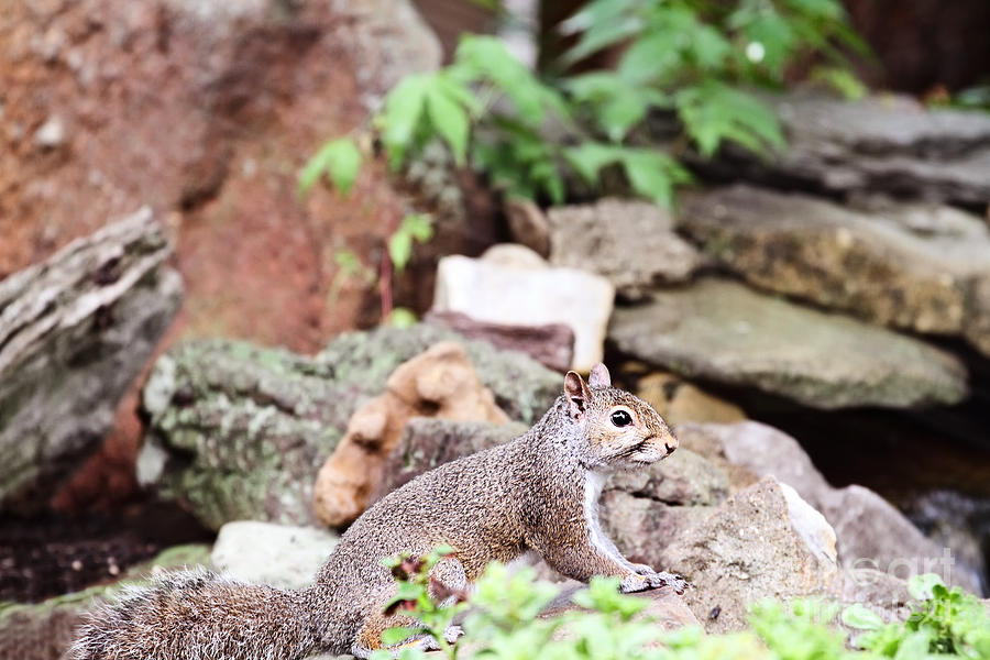 Eastern Grey Squirrel  Photograph by Stephanie Frey
