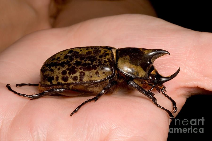 Eastern Hercules Beetle Dynastes Tityus Photograph by Gregory G. Dimijian