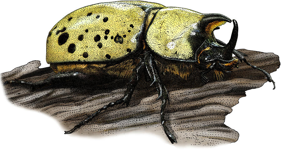 Eastern Hercules Beetle, Illustration Photograph by Roger Hall