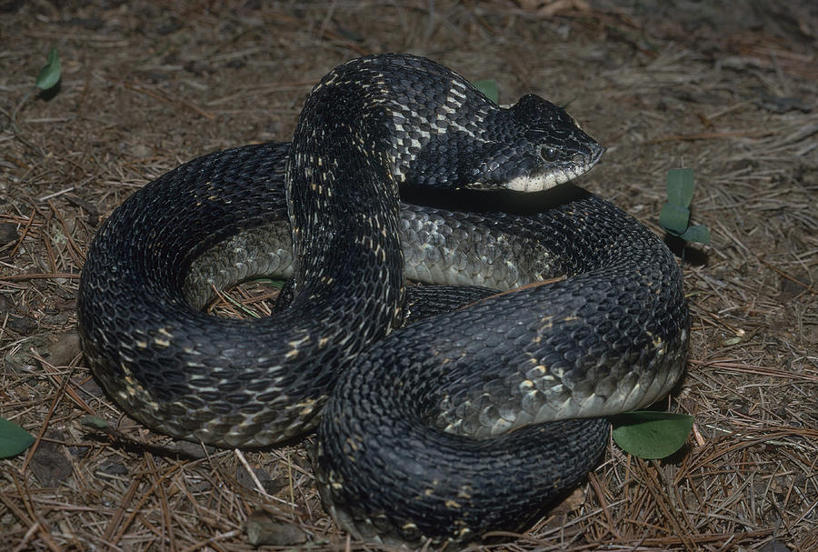 Eastern Hog-nosed Snake Photograph by John Mitchell | Fine Art America