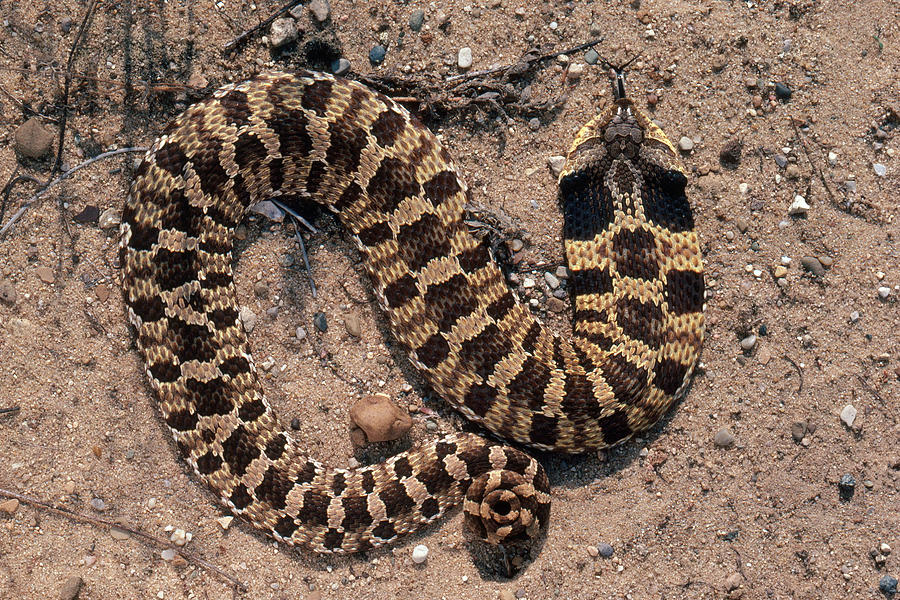 Species Profile: Eastern Hognose Snake (Heterodon platirhinos