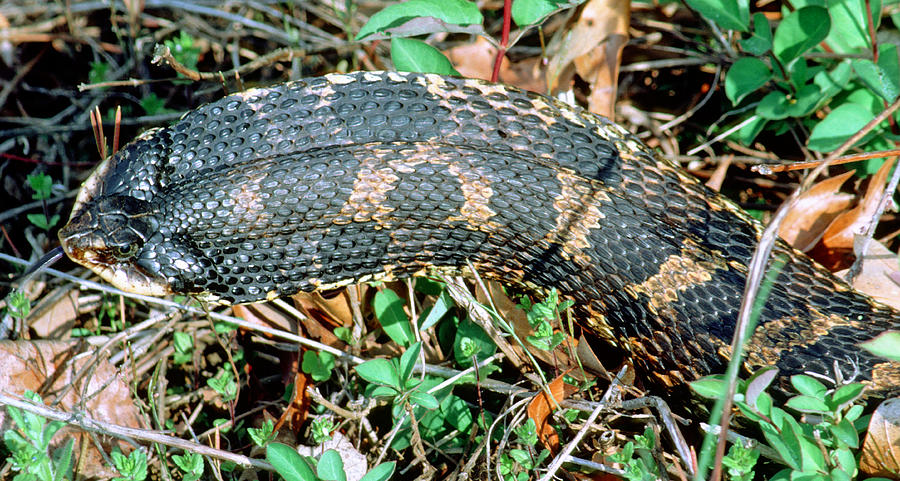 Eastern Hognose Snake Photograph by Millard H. Sharp
