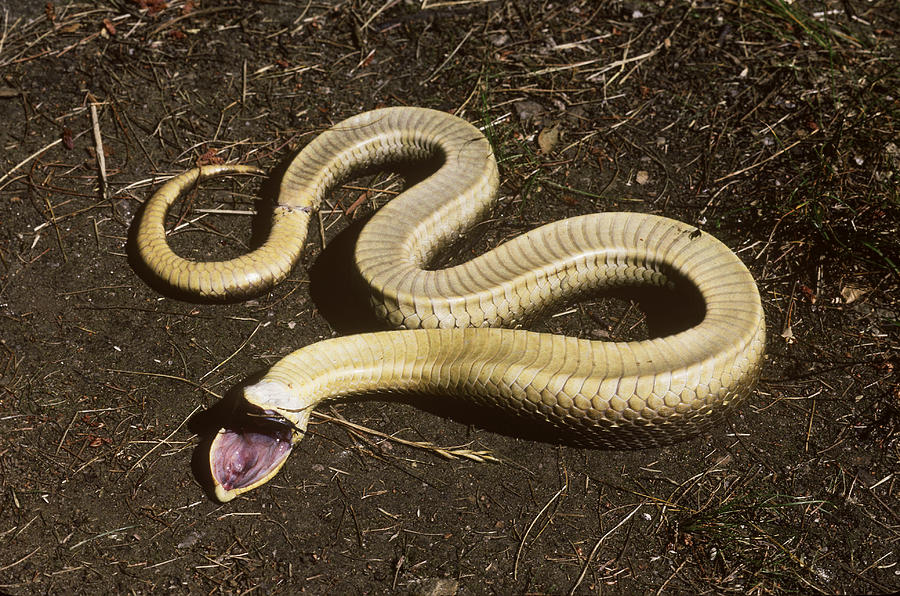 Eastern Hognose Snake - Playing Dead