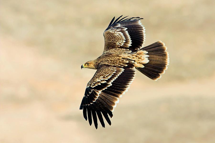 Eastern Imperial Eagle In Flight Photograph by Bildagentur-online/mcphoto-schaef/science Photo Library