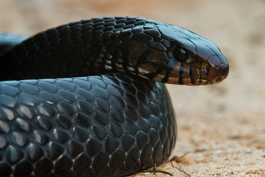 Snake Photograph - Eastern Indigo Snake (drymarchon Couperi by Pete Oxford