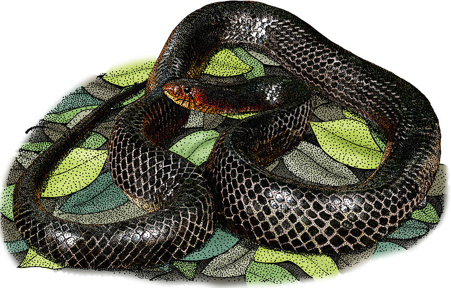 Eastern Indigo Snake, Illustration Photograph by Roger Hall
