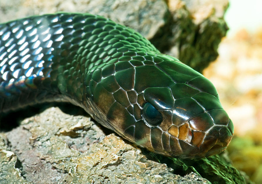 Snake Photograph - Eastern Indigo Snake by Millard H. Sharp