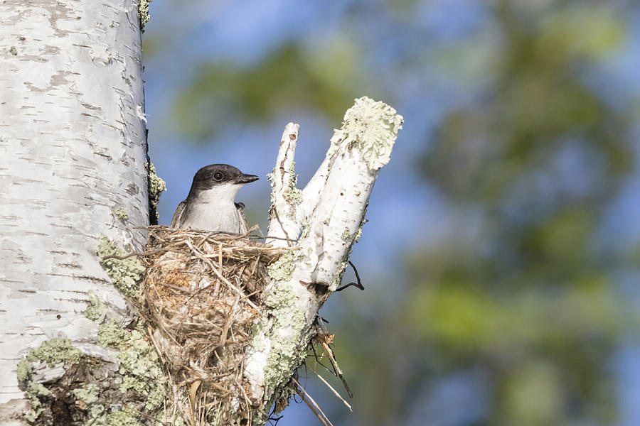 Eastern Kingbird At Nest Site Photograph by Linda Arndt