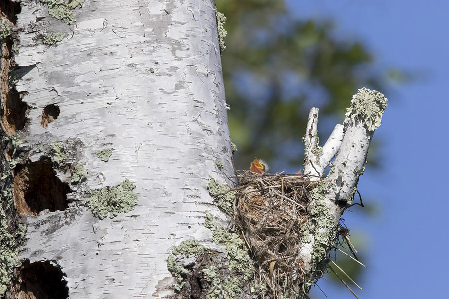 Eastern Kingbird Chicks In Nest Photograph by Linda Arndt