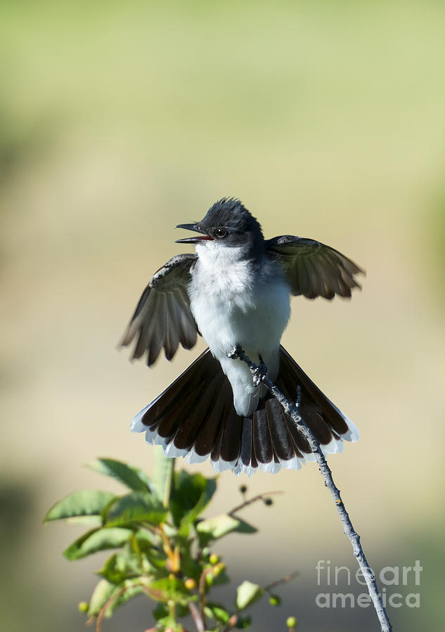 Wildlife Photograph - Eastern Kingbird Display by Michael Dawson