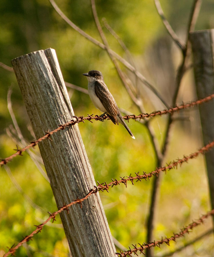 Eastern Kingbird Photograph by Kristia Adams