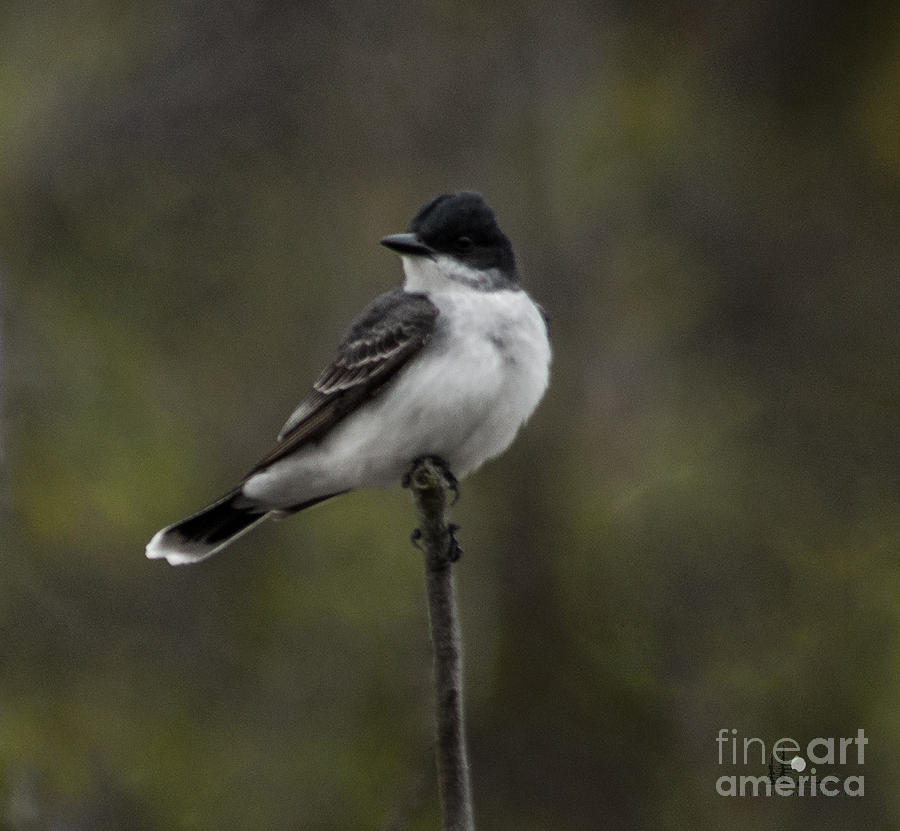 Eastern Kingbird on Branch Photograph by Ronald Grogan