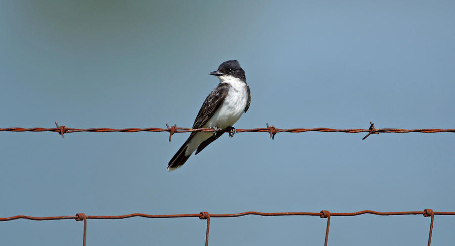 Eastern Kingbird on Wire Photograph by Sandy Keeton