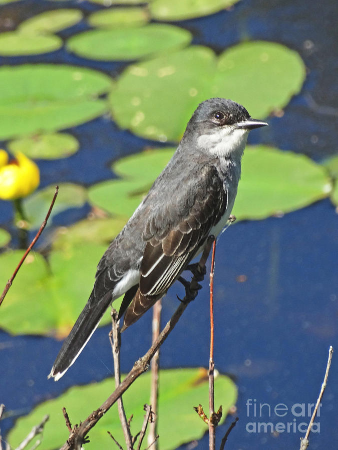 Eastern Kingbird Rolls Its Eyes at Yet Another Photographer Photograph by Pat Miller