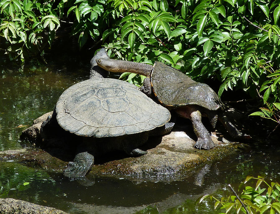 Eastern Long-necked Turtles Photograph by Margaret Saheed
