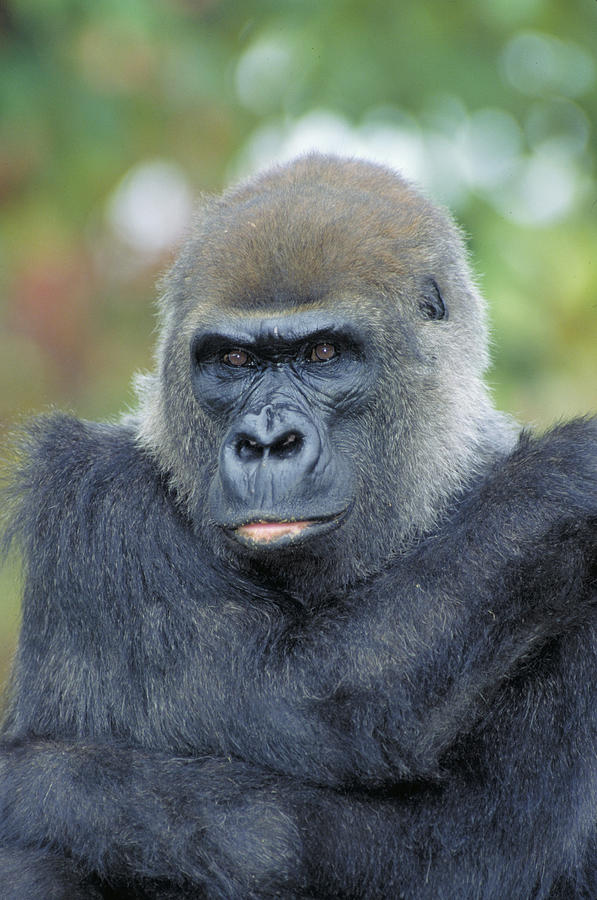 Eastern Lowland Gorilla Photograph by Craig K. Lorenz