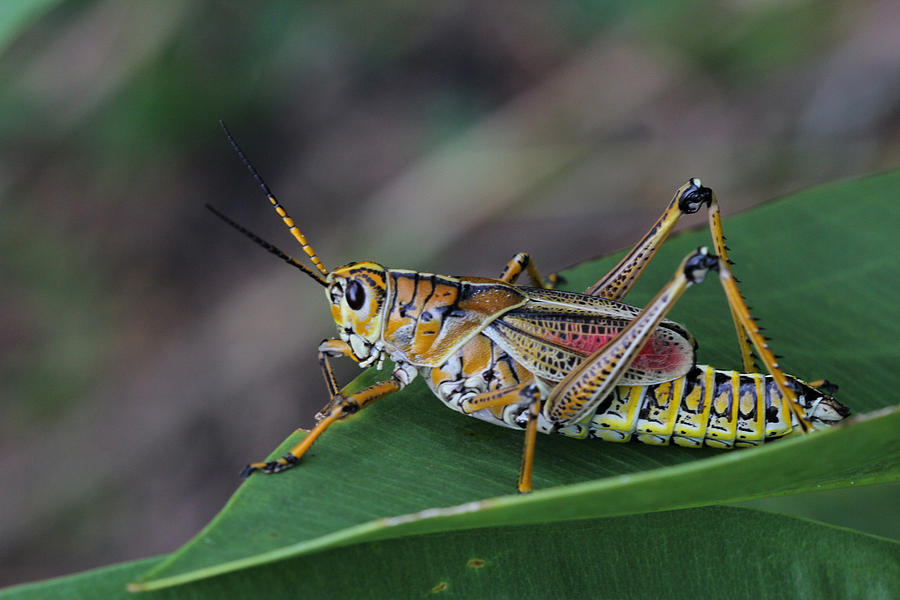 Grasshopper Photograph - Eastern Lubber Grasshopper by April Wietrecki Green
