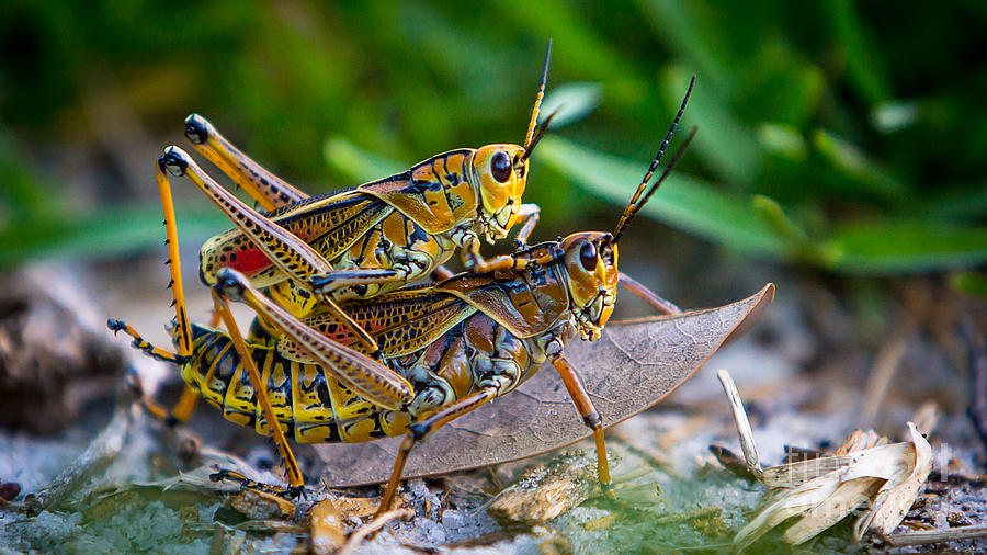Eastern Lubber Grasshoppers Photograph by Brad Marzolf Photography