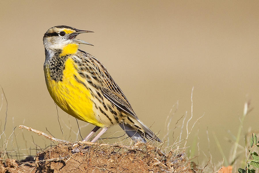 Eastern meadowlark Photograph by Duane Angles - Fine Art America