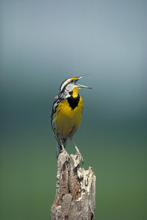 Eastern Meadowlark Photograph by G Ronald Austing